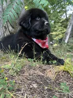 Dot, a female Newfoundland for sale in West Branch, MI – 5 of 10