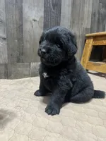 Dottie, a female Newfoundland for sale in West Branch, MI – 4 of 5