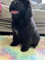 Lucy , a female Newfoundland for sale in West Branch, MI – 5 of 7