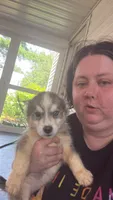 optimus, a male Siberian Husky for sale in Decatur, IL – 1 of 1