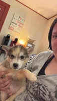 sparky, a male Siberian Husky for sale in Decatur, IL – 3 of 3