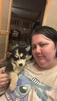 sparky, a male Siberian Husky for sale in Decatur, IL – 1 of 3