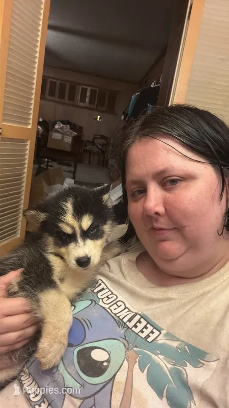 rocky – Siberian Husky puppy for sale in Decatur, IL