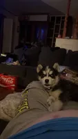 sparky, a male Siberian Husky for sale in Decatur, IL – 2 of 3