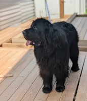 Full AKC & OFA Proven Adult Male , a male Newfoundland for sale in Kansas City, MO – 5 of 7