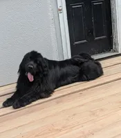 Full AKC & OFA Proven Adult Male , a male Newfoundland for sale in Kansas City, MO – 7 of 7