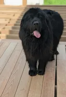 Full AKC & OFA Proven Adult Male , a male Newfoundland for sale in Kansas City, MO – 6 of 7