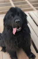 Full AKC & OFA Proven Adult Male , a male Newfoundland for sale in Kansas City, MO – 4 of 7
