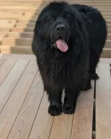 Full AKC & OFA Proven Adult Male , a male Newfoundland for sale in Kansas City, MO – 2 of 7