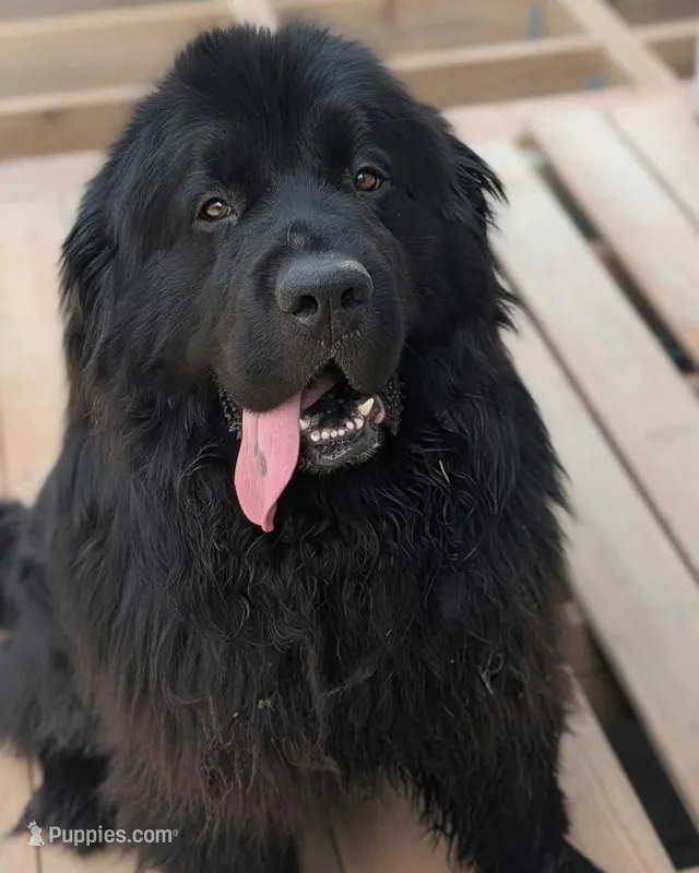 Full AKC & OFA Proven Adult Male  – Newfoundland puppy for sale in Kansas City, MO