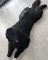 Full AKC & OFA Proven Adult Male , a male Newfoundland for sale in Kansas City, MO – 3 of 7