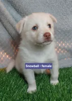 Snowball, a female Pomsky for sale in Gig Harbor, WA – 4 of 10