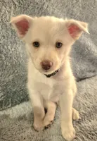 Snowball, a female Pomsky for sale in Gig Harbor, WA – 3 of 10