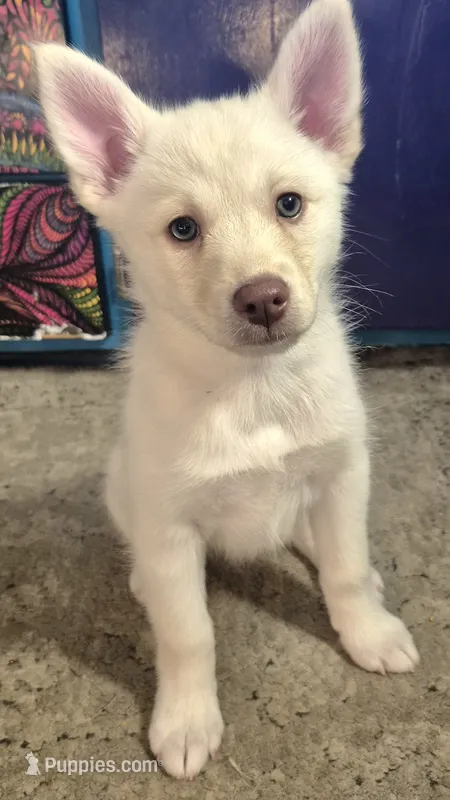 Snowball – Pomsky puppy for sale in Gig Harbor, WA