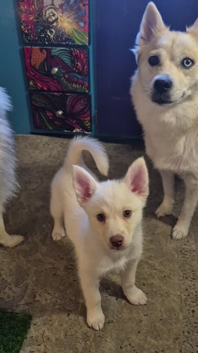Snowball, a female Pomsky for sale in Gig Harbor, WA – 10 of 10
