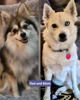 Snowball, a female Pomsky for sale in Gig Harbor, WA – 9 of 10