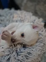Snowball, a female Pomsky for sale in Gig Harbor, WA – 2 of 10