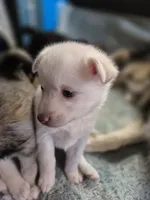 Snowball, a female Pomsky for sale in Gig Harbor, WA – 5 of 10