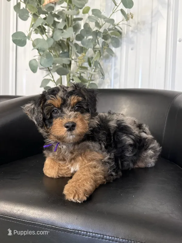 Nana – Aussiedoodle, Miniature Bernedoodle puppy for sale in Mankato, MN