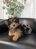 Nana, a female Aussiedoodle and Miniature Bernedoodle for sale in Mankato, MN – 1 of 2