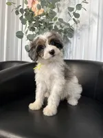 Stella, a female Aussiedoodle and Miniature Bernedoodle for sale in Mankato, MN – 5 of 6