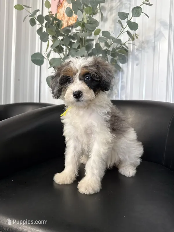 Stella – Aussiedoodle, Miniature Bernedoodle puppy for sale in Mankato, MN