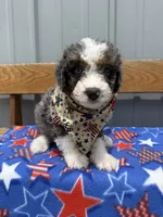 Dug, a male Aussiedoodle and Miniature Bernedoodle for sale in Mankato, MN – 2 of 4