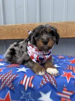Bruno, a male Aussiedoodle and Miniature Bernedoodle for sale in Mankato, MN – 4 of 4