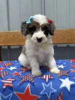 Stella, a female Aussiedoodle and Miniature Bernedoodle for sale in Mankato, MN – 3 of 6