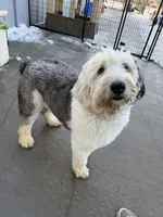 Bretta, a female Old English Sheepdog for sale in Mankato, MN – Photo 8 of 8