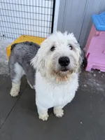 Bretta, a female Old English Sheepdog for sale in Mankato, MN – Photo 7 of 8