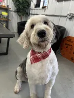 Bretta, a female Old English Sheepdog for sale in Mankato, MN – Photo 6 of 8