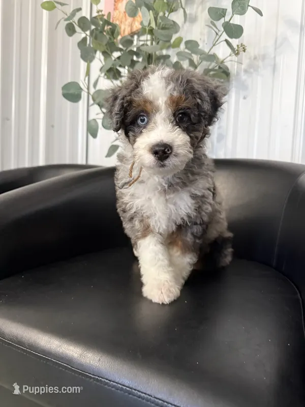 Dug – Aussiedoodle, Miniature Bernedoodle puppy for sale in Mankato, MN