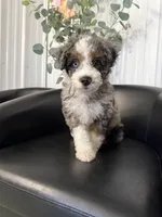 Dug, a male Aussiedoodle and Miniature Bernedoodle for sale in Mankato, MN – 1 of 4