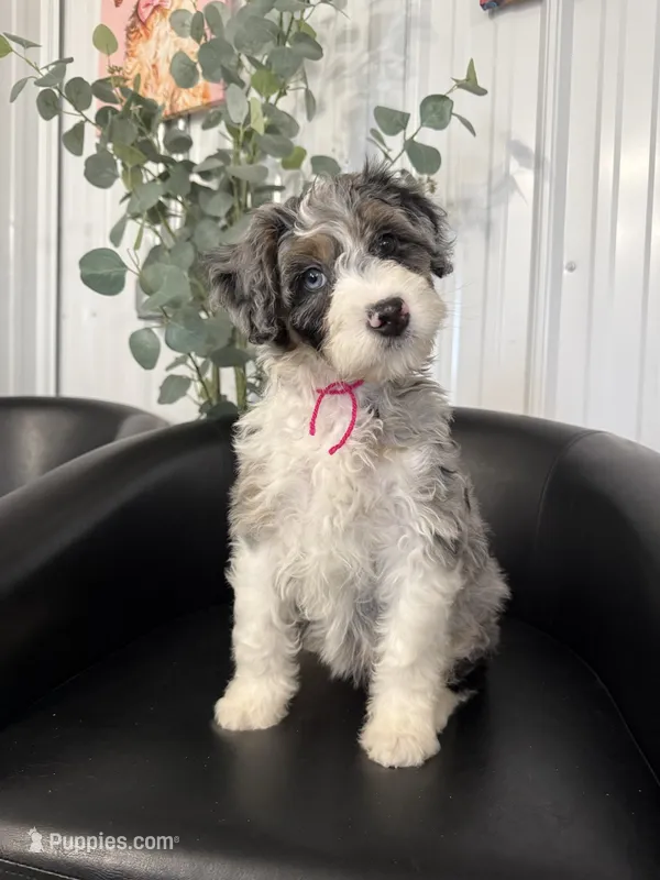 Lady – Aussiedoodle, Miniature Bernedoodle puppy for sale in Mankato, MN