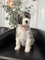 Lady, a female Aussiedoodle and Miniature Bernedoodle for sale in Mankato, MN – 1 of 4