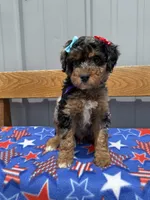 Nana, a female Aussiedoodle and Miniature Bernedoodle for sale in Mankato, MN – 2 of 2