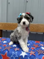 Lady, a female Aussiedoodle and Miniature Bernedoodle for sale in Mankato, MN – 2 of 4