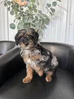 Copper, a male Aussiedoodle and Miniature Bernedoodle for sale in Mankato, MN – 3 of 6