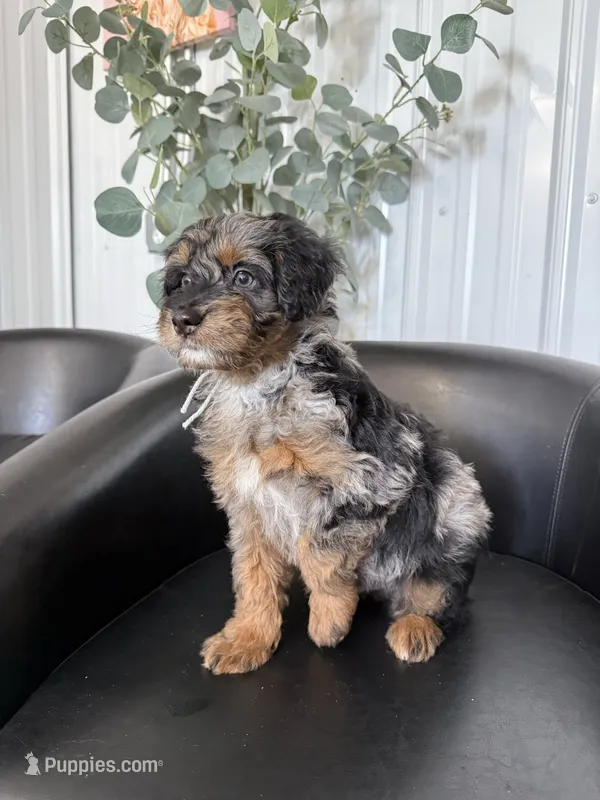 Copper – Aussiedoodle, Miniature Bernedoodle puppy for sale in Mankato, MN