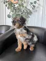 Copper, a male Aussiedoodle and Miniature Bernedoodle for sale in Mankato, MN – 1 of 6