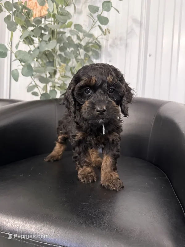 Meredith – Cockapoo puppy for sale in Mankato, MN