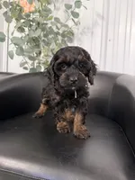 Meredith, a female Cockapoo for sale in Mankato, MN – 1 of 3