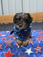 Copper, a male Aussiedoodle and Miniature Bernedoodle for sale in Mankato, MN – 2 of 6