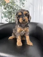 Cristina, a female Cockapoo for sale in Mankato, MN – 1 of 3