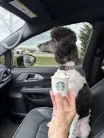 Raina, a female Poodle - Standard  for sale in Mankato, MN – 3 of 5