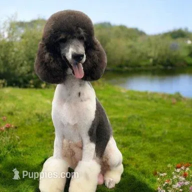 Raina – Poodle - Standard  puppy for sale in Mankato, MN