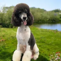 Raina, a female Poodle - Standard  for sale in Mankato, MN – 2 of 5