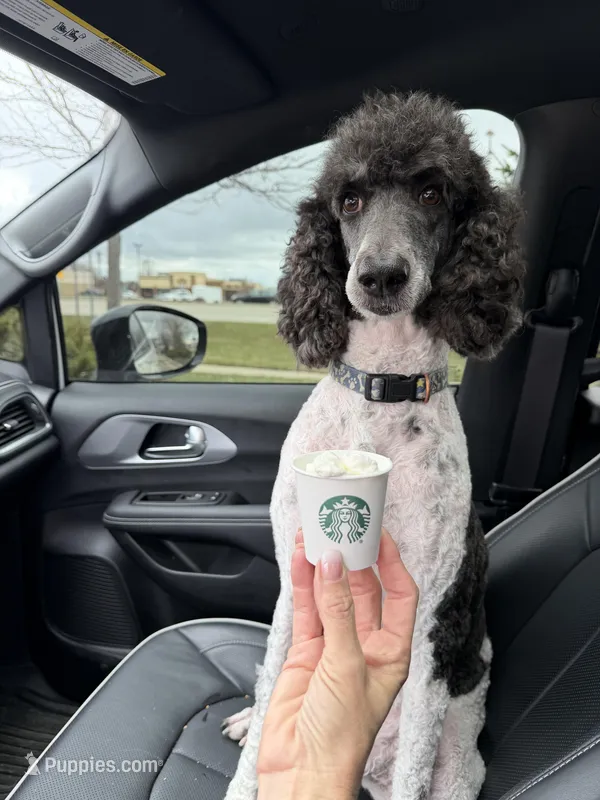 Raina – Poodle - Standard  puppy for sale in Mankato, MN