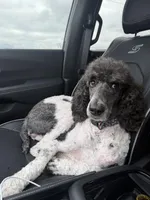 Raina, a female Poodle - Standard  for sale in Mankato, MN – 4 of 5